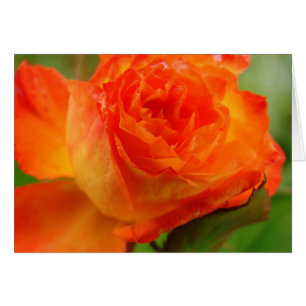 Hübsche Rose Im Garten von Angelandspot