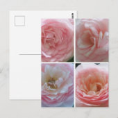 Hübsche Rose Postkarte (Vorne/Hinten)