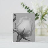 Hübsche Rose Postkarte (Stehend Vorderseite)