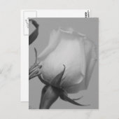 Hübsche Rose Postkarte (Vorne/Hinten)