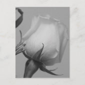 Hübsche Rose Postkarte (Vorderseite)