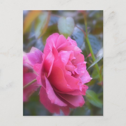 Hübsche Rose Postkarte (Vorderseite)
