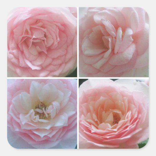 Hübsche Rose Quadratischer Aufkleber (Vorderseite)