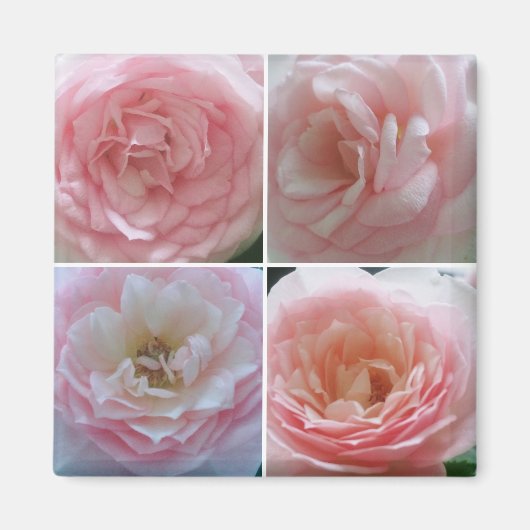 Hübsche Rosen Magnet (Vorne)