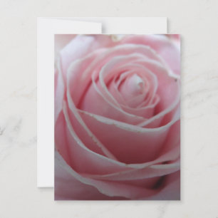 Hübsche Rosenblume Postkarte