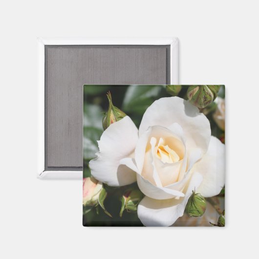 hübsche Rosenblütenkunst. Blumenkunst aus Foto. Magnet (Vorderseite/Rückseite)