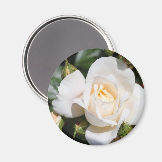 hübsche Rosenblütenkunst. Blumenkunst aus Foto. Magnet (Vorderseite/Rückseite)