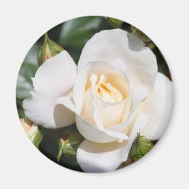 hübsche Rosenblütenkunst. Blumenkunst aus Foto. Magnet