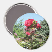 Hübsche Rote Blume des Magnet des mittleren Fotos (Vorderseite/Rückseite)