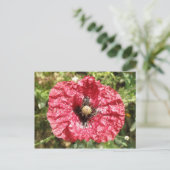 Hübsche Rote Mohnblume Blume Makro Postkarte (Stehend Vorderseite)