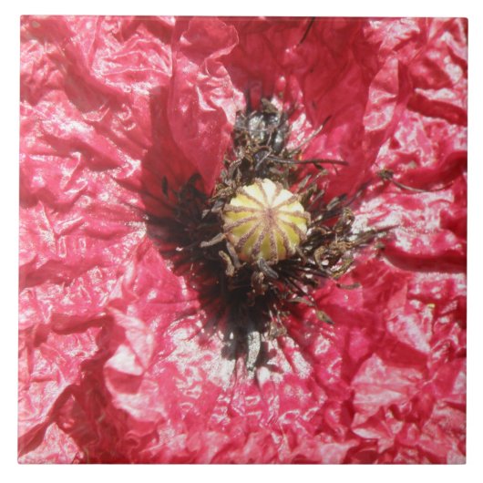 Hübsche Rote Mohnblume Blume - Makrofolie Fliese (Vorderseite)