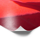 hübsche rote Rose Blume Foto Kunstwerk. Liebe (Ecke)