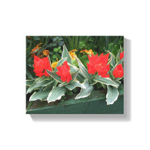 Hübsche rote Tulpen farbenfroh, stilvoll und blume