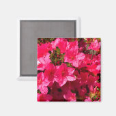 Hübsche Schließung der rosa Azaleen-Blume, Magnete Magnet (Vorderseite/Rückseite)