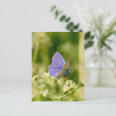 Hübsche Schmetterlingspostkarte Postkarte (Stehend Vorderseite)