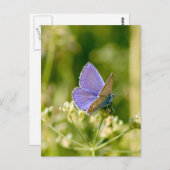 Hübsche Schmetterlingspostkarte Postkarte (Vorne/Hinten)