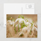 Hübsche Schneeverfahren Postkarte (Vorne/Hinten)