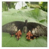 Hübsche Schwarz-Rot-Gold-Butterfly-Tile Fliese (Vorderseite)