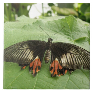 Hübsche Schwarz-Rot-Gold-Butterfly-Tile Fliese