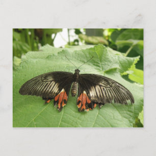 Hübsche Schwarz-Rot-Gold-Schmetterling-Postkarte Postkarte
