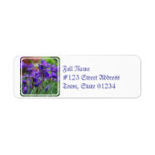 Hübsche sibirische Iris (Vorne)