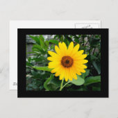 Hübsche Sonnenblume Postkarte (Vorne/Hinten)