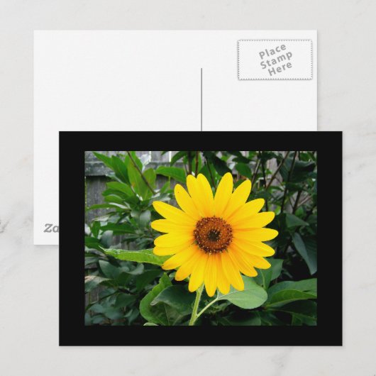 Hübsche Sonnenblume Postkarte (Vorne/Hinten)