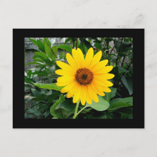 Hübsche Sonnenblume Postkarte