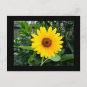 Hübsche Sonnenblume Postkarte (Vorderseite)