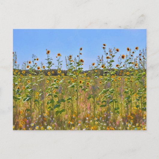 Hübsche Sonnenblumen Blume auf einem Bauernhof Pos Postkarte (Vorderseite)