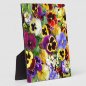 Hübsche Stiefmütterchen Fotoplatte (Seite)