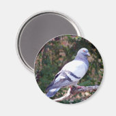 Hübsche Taube Magnet (Vorderseite/Rückseite)