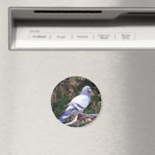 Hübsche Taube Magnet (In Situ (Geschirrspüler))