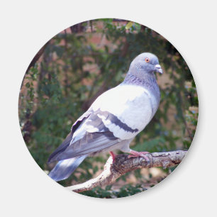 Hübsche Taube Magnet