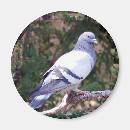 Hübsche Taube Magnet (Vorne)