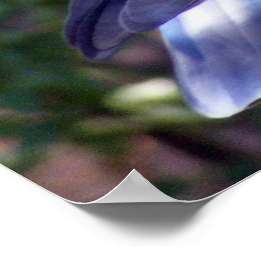 Hübsche Taube Poster (Ecke)