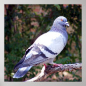 Hübsche Taube Poster (Vorne)