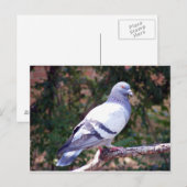 Hübsche Taube Postkarte (Vorne/Hinten)