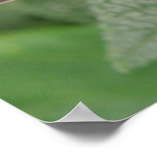 Hübsche Tropenklappenschmetterlingsausgabe Poster (Ecke)