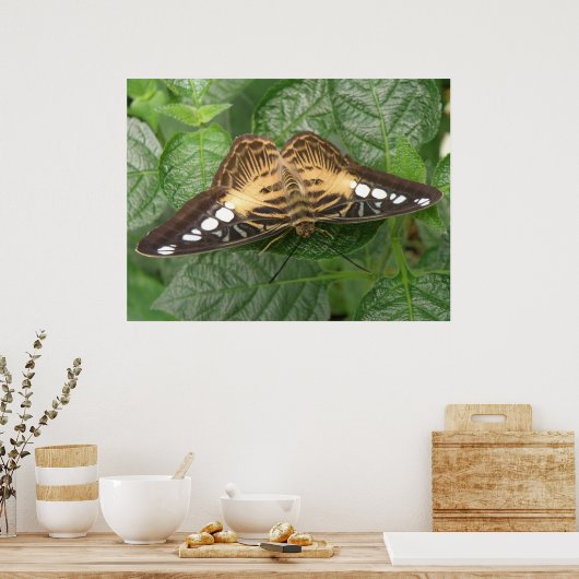 Hübsche Tropenklappenschmetterlingsausgabe Poster (Küche)