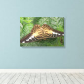 Hübsche Tropical Clipper Butterfly Canvas Leinwanddruck (Insitu (Holzboden))
