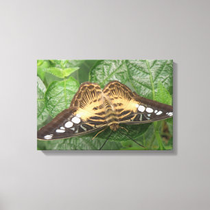 Hübsche Tropical Clipper Butterfly Canvas Leinwanddruck