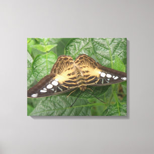 Hübsche Tropical Clipper Butterfly Canvas Leinwanddruck