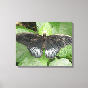 Hübsche tropische Schmetterlinge und Blume Canvas Leinwanddruck