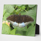 Hübsche Tropische Schmetterlingsfläche Fotoplatte (Seite)