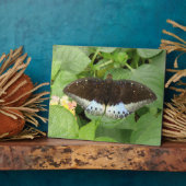 Hübsche Tropische Schmetterlingsfläche Fotoplatte (Seite)