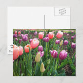 Hübsche Tulips Postkarte (Vorne/Hinten)
