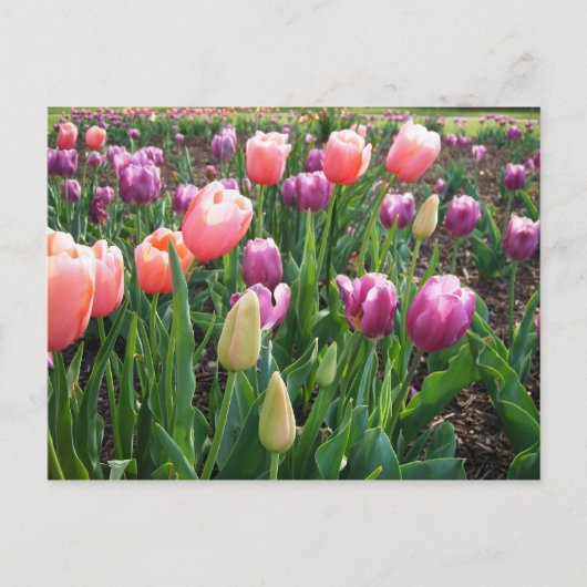 Hübsche Tulips Postkarte (Vorderseite)