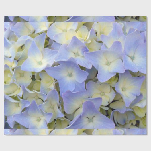 Hübsche und bunte hellblaue Hydrangea-Blumen Geschenkpapier (Flach)
