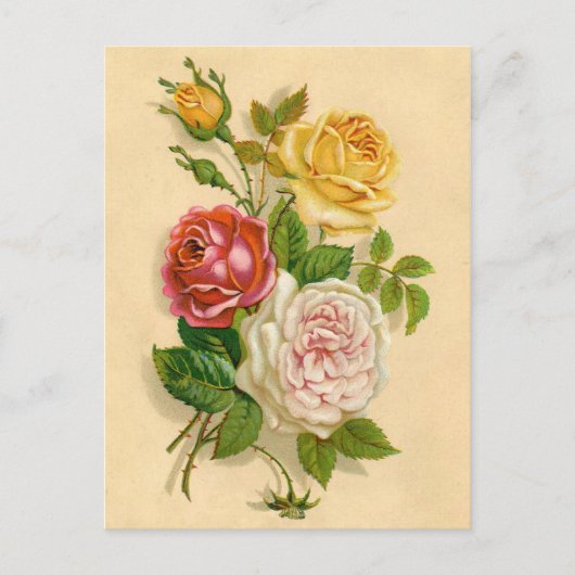 Hübsche Vintage Rose Postkarte (Vorderseite)